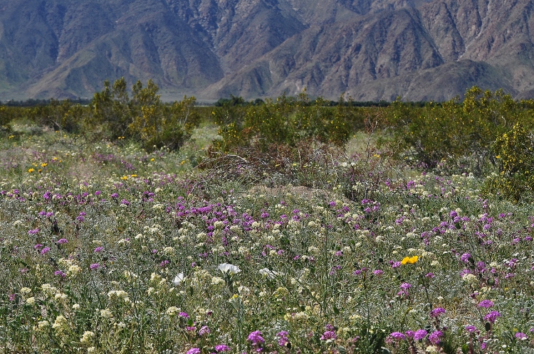 wildflowers along road